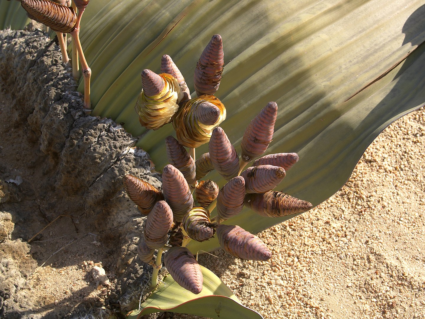 □奇想天外 Welwitschia Mirabilis2-